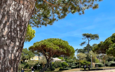Bassin d’Arcachon, joyau atlantique mêlant nature et écoresponsabilité
